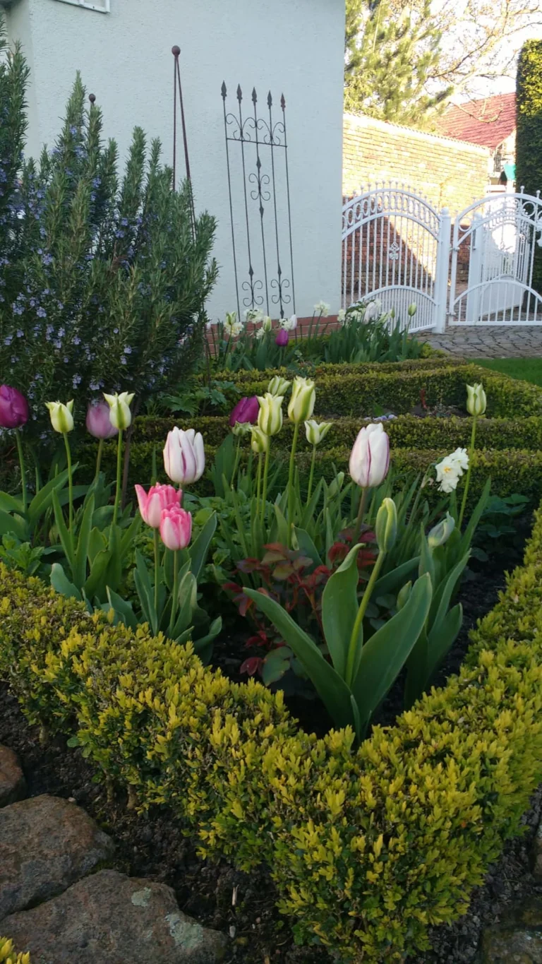 Tulips in garden