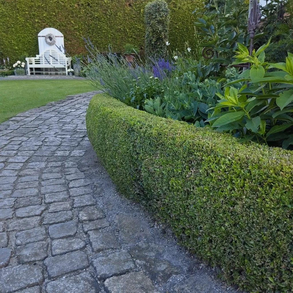 Walkway alongside hedges