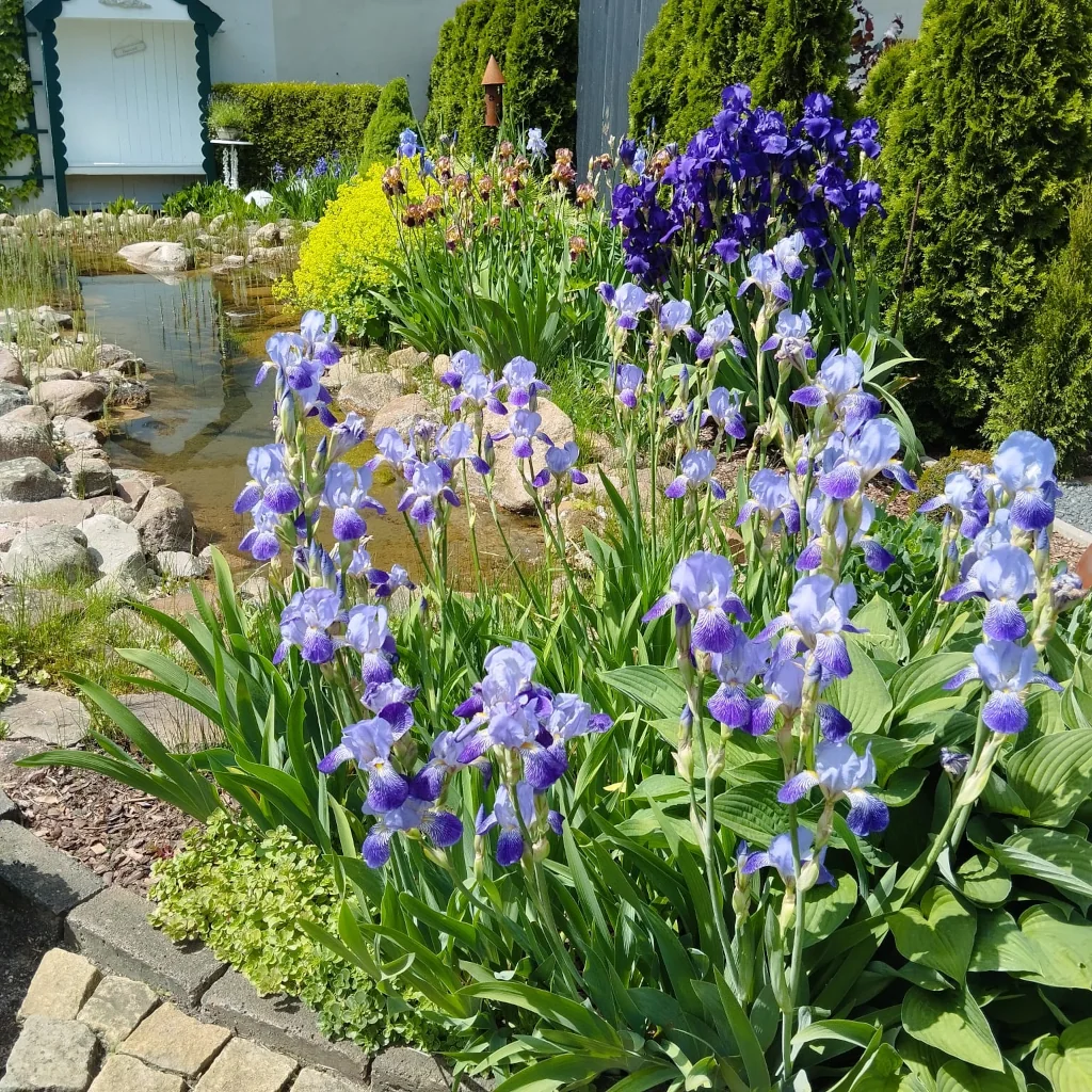 Flowers beside pond